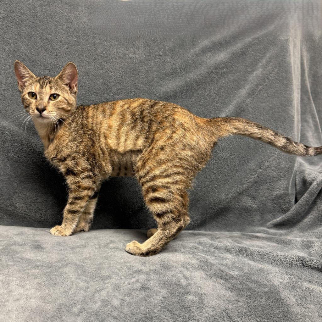 Enlarge Tracy, a Adoptable mixed breed in Brenham, TX image 4/6