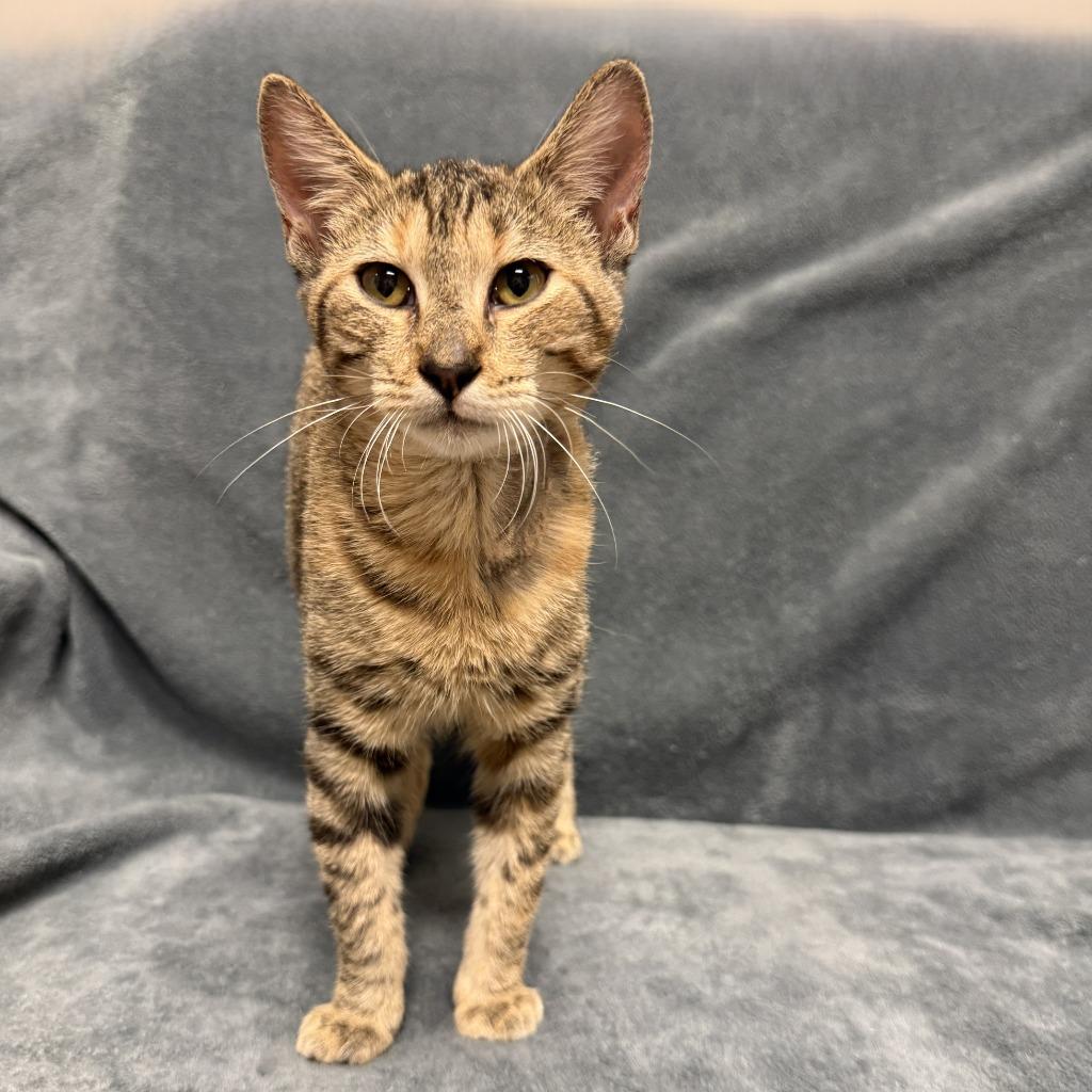 Enlarge Tracy, a Adoptable mixed breed in Brenham, TX image 5/6