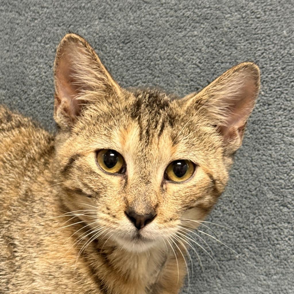 Tracy, Adoptable, Kitten Female Domestic Short Hair.