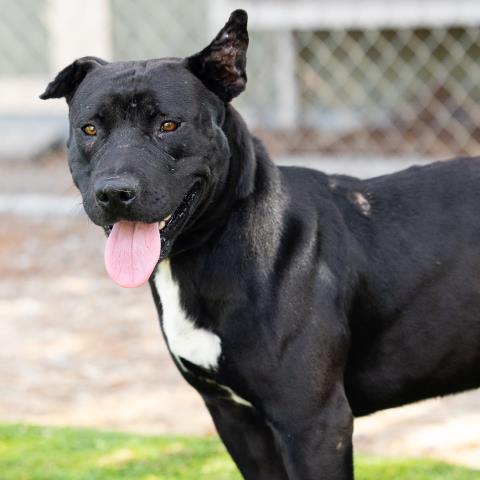 ZORRO, Adoptable, Young Male Pit Bull Terrier & Mixed Breed.