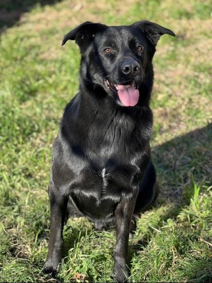 Kodi (in foster), Adoptable, Adult Male Labrador Retriever & German Shepherd Dog.