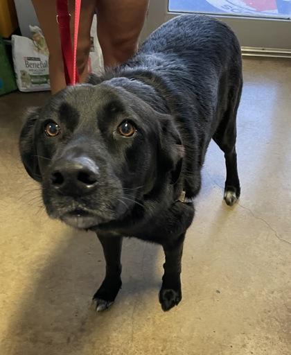 Enlarge Kodi (in foster), a Adoptable mixed breed in San Marcos, TX image 2/2