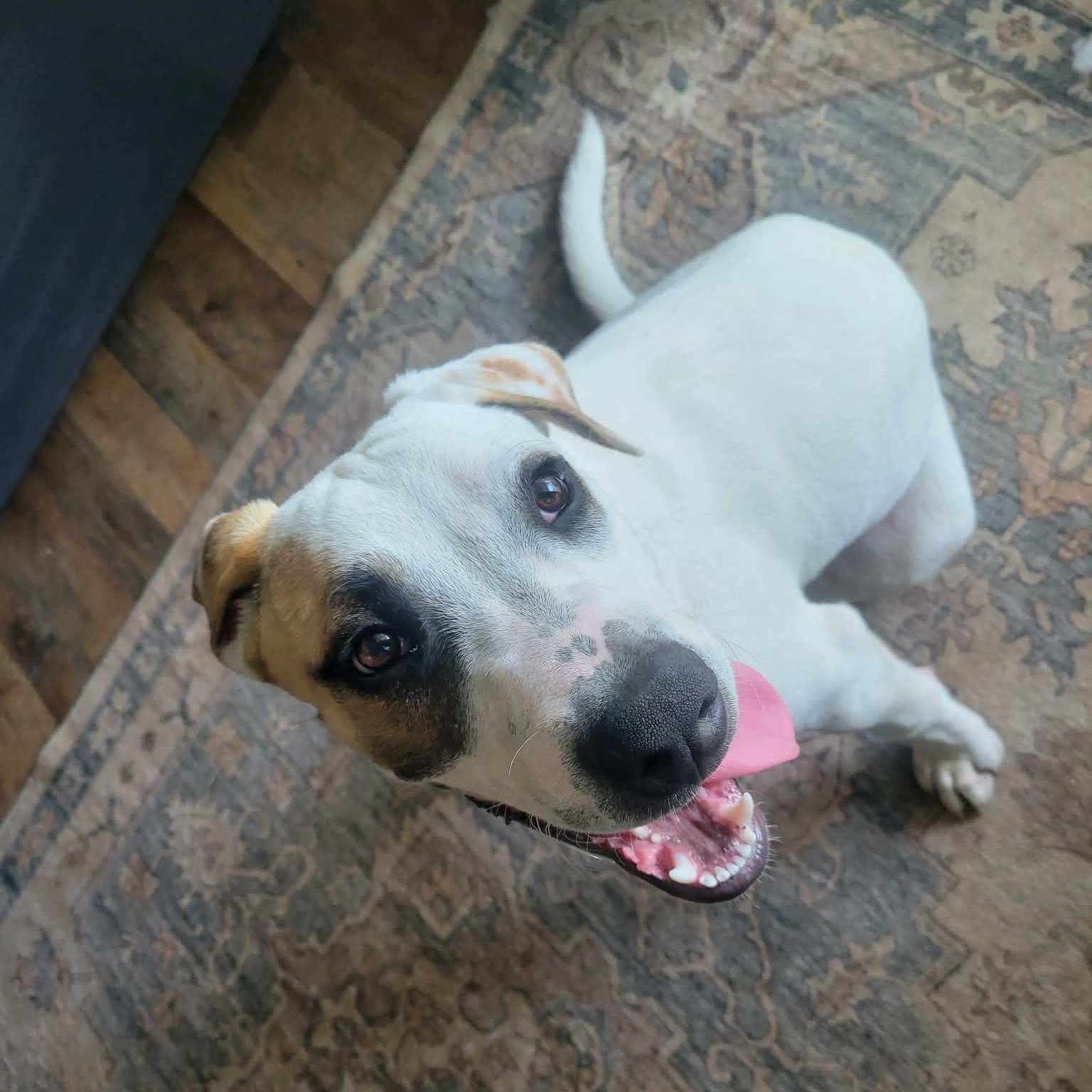 Enlarge Wishbone, a Adoptable mixed breed in Greensboro, NC image 6/6