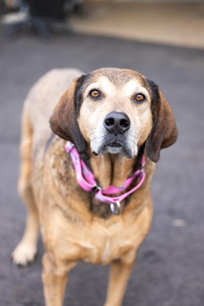 Mousse, Adoptable, Senior Female Mixed Breed & Mixed Breed.