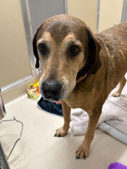 Enlarge Mousse, a Adoptable mixed breed in Chicago, IL image 2/2