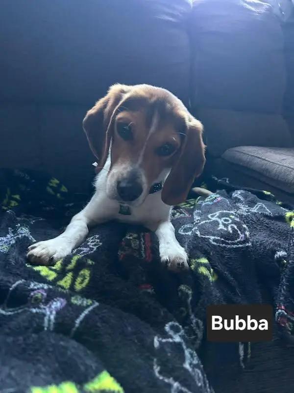 Bubba Charles, a ADOPTABLE Beagle in Waldorf, MD image 6/6