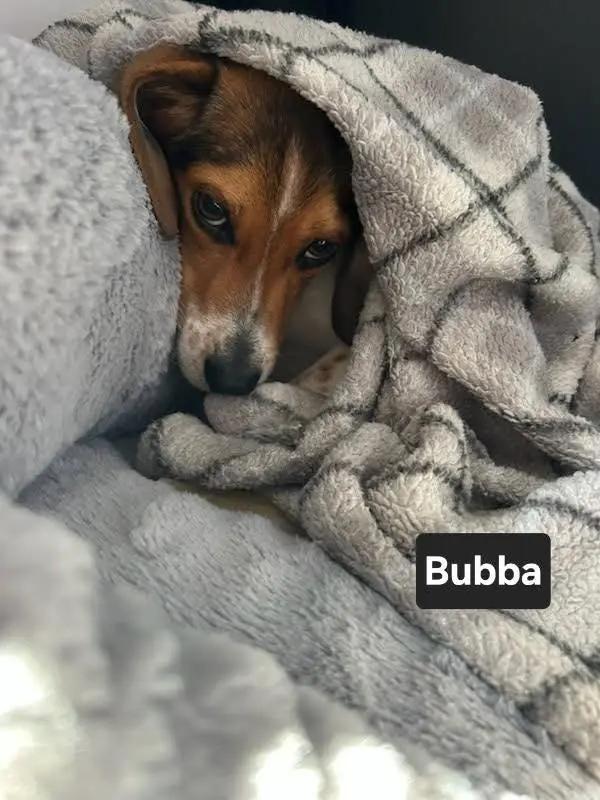 Bubba Charles, a ADOPTABLE Beagle in Waldorf, MD image 4/6