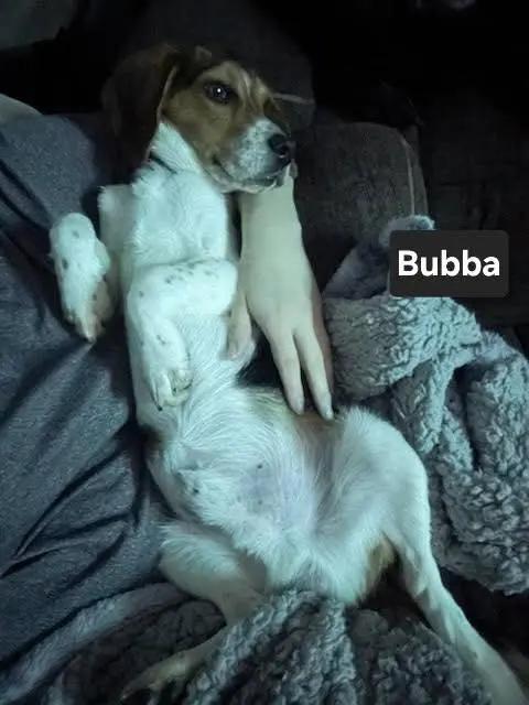 Bubba Charles, a ADOPTABLE Beagle in Waldorf, MD image 5/6