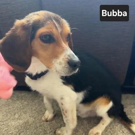Bubba Charles, ADOPTABLE, Puppy Male Beagle.