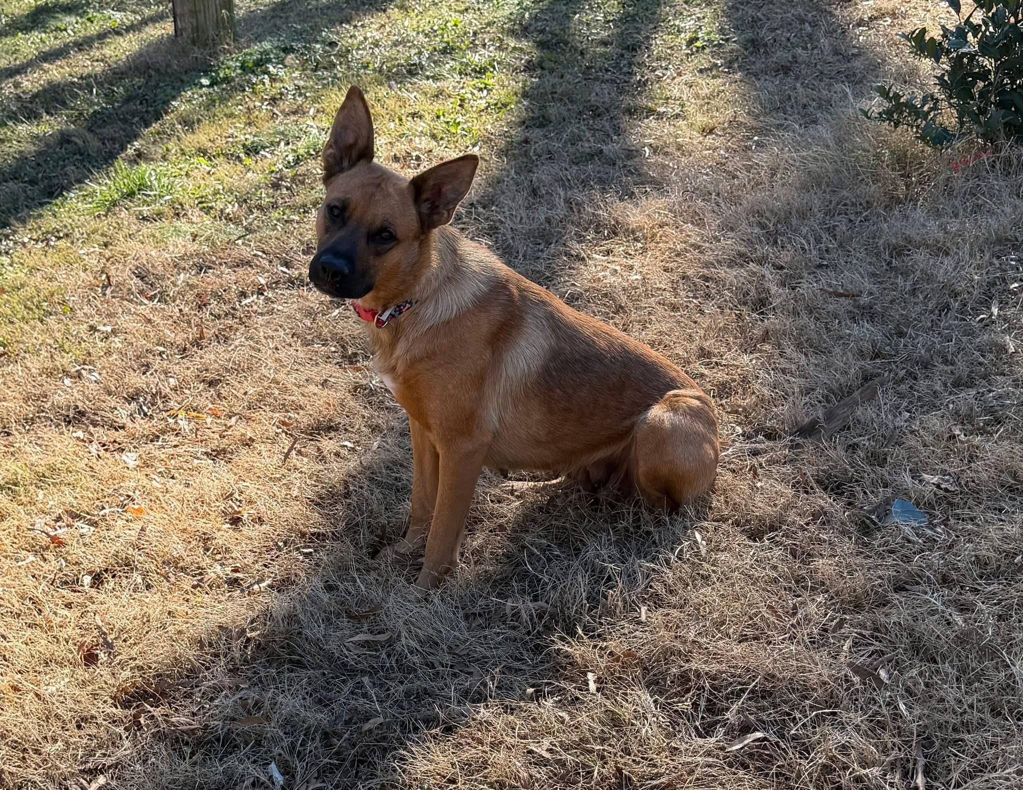 Reba , ADOPTABLE, Adult Female German Shepherd Dog.