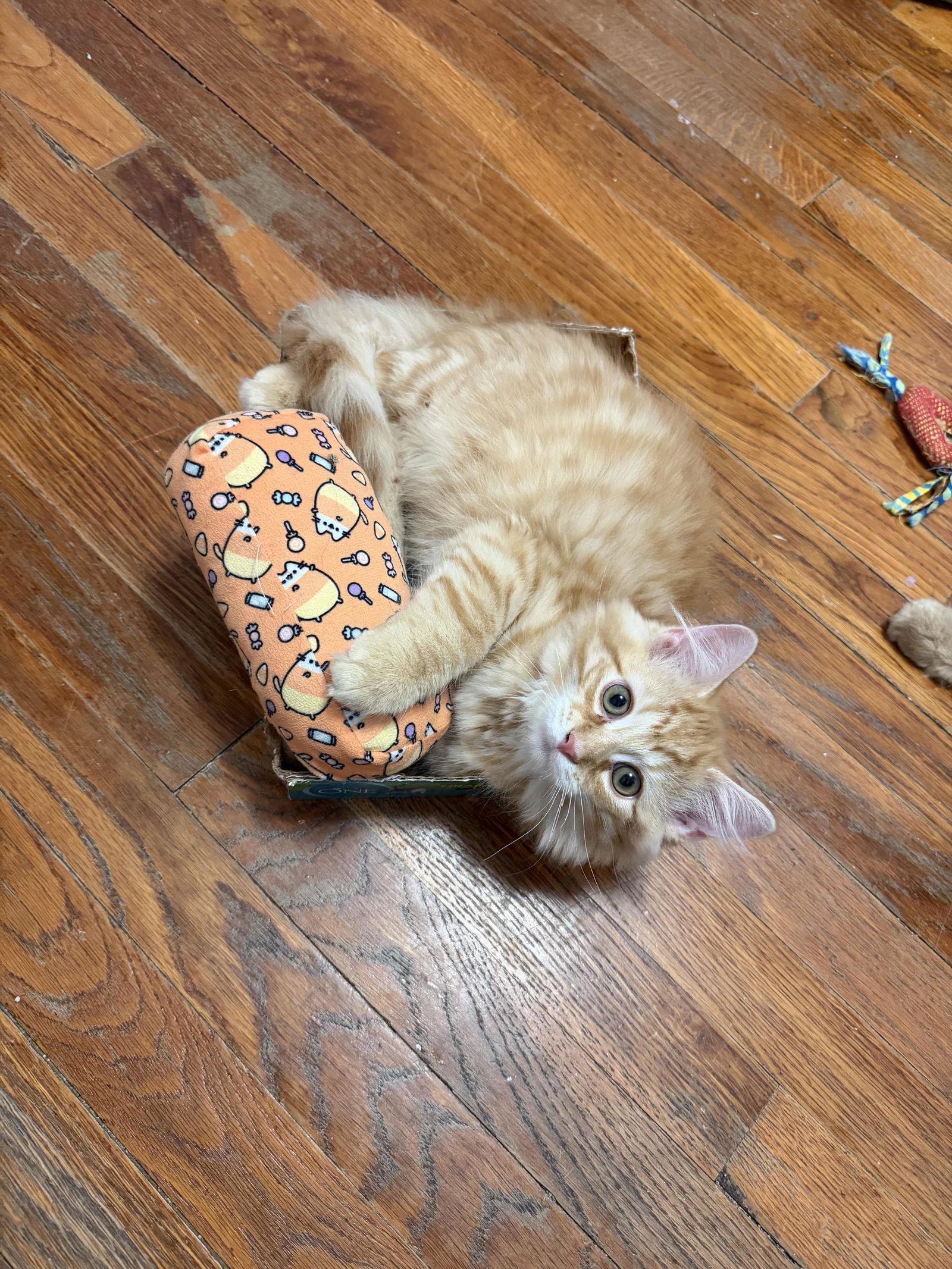 CREAMSICLE, Adopted, Kitten Male Domestic Long Hair.