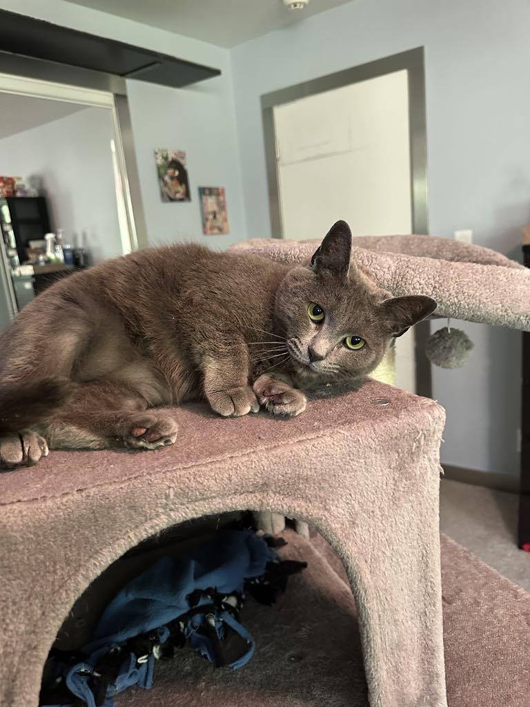 Ravioli, Adopted, Adult Female Russian Blue & Extra-Toes Cat / Hemingway Polydactyl.
