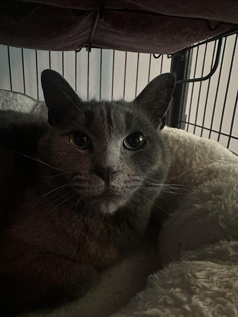 Ravioli, a Adopted mixed breed in Cincinnati, OH image 3/3