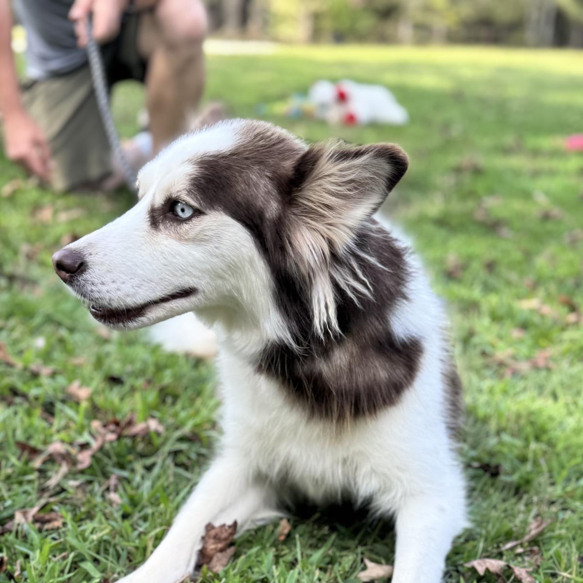 Enlarge Tillie, a Adoptable Husky in Locust Fork, AL image 1/3