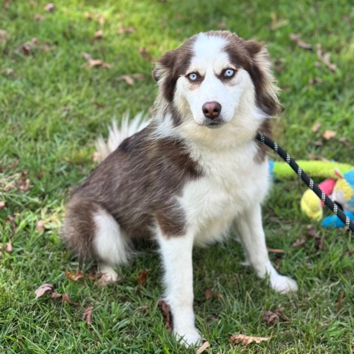 Tillie, Adoptable, Young Female Husky.