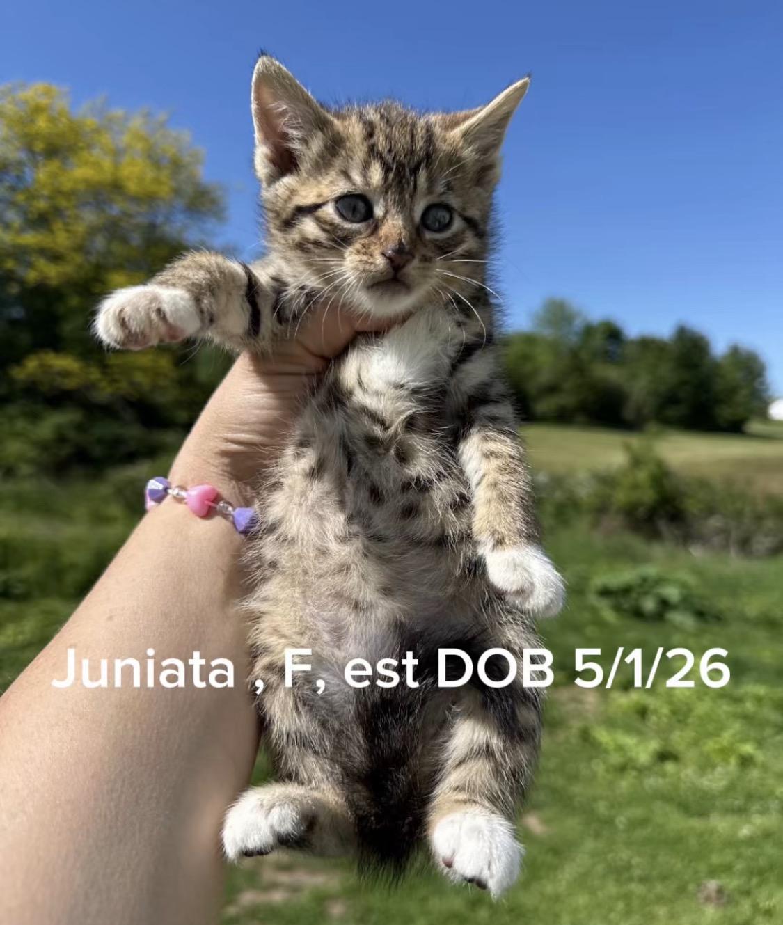 Juniata, Adopted, Kitten Female Tabby & Domestic Short Hair.