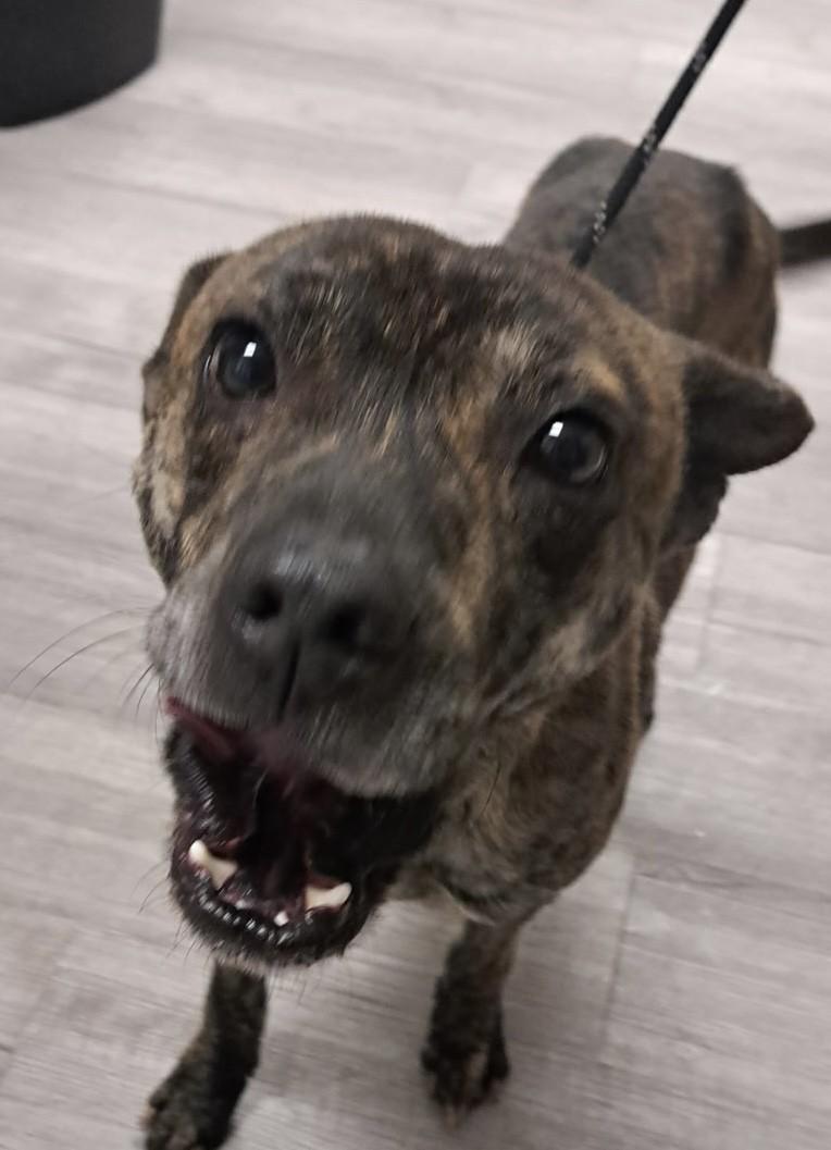 Enlarge Ranger, a ADOPTABLE mixed breed in Paris , TN image 1/1