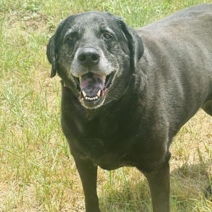 Ellie, Senior Female unknown