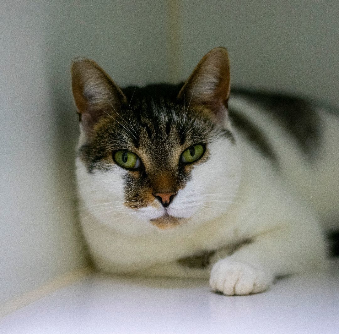 Dotti, an adopted Domestic Short Hair in Pontiac, MI_image-1