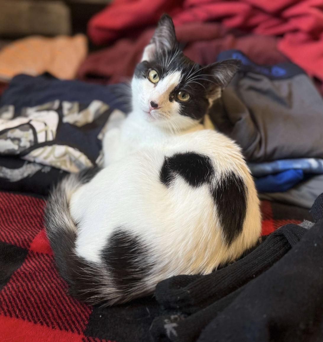 Enlarge Jackie, a Adoptable mixed breed in Steinbach, MB image 1/6