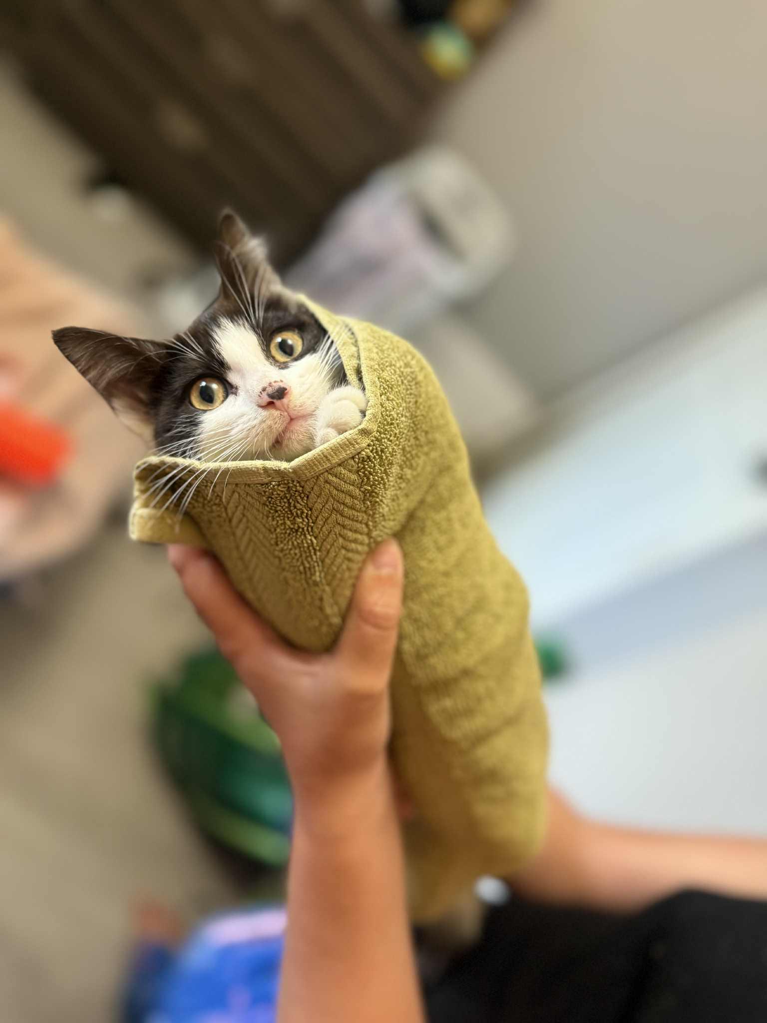 Enlarge Jackie, a Adoptable mixed breed in Steinbach, MB image 2/6