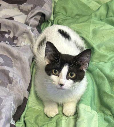 Enlarge Jackie, a Adoptable mixed breed in Steinbach, MB image 3/6