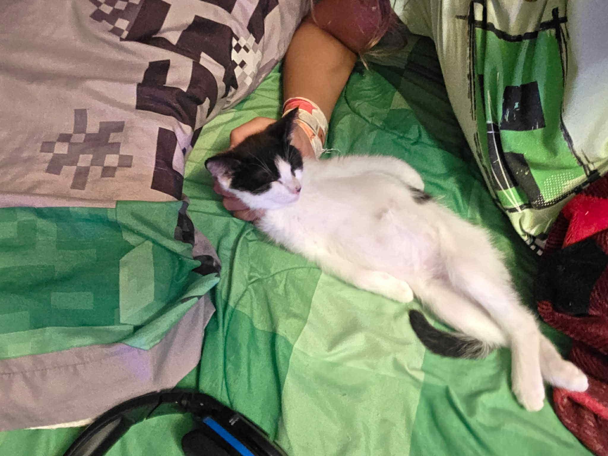 Enlarge Jackie, a Adoptable mixed breed in Steinbach, MB image 4/6