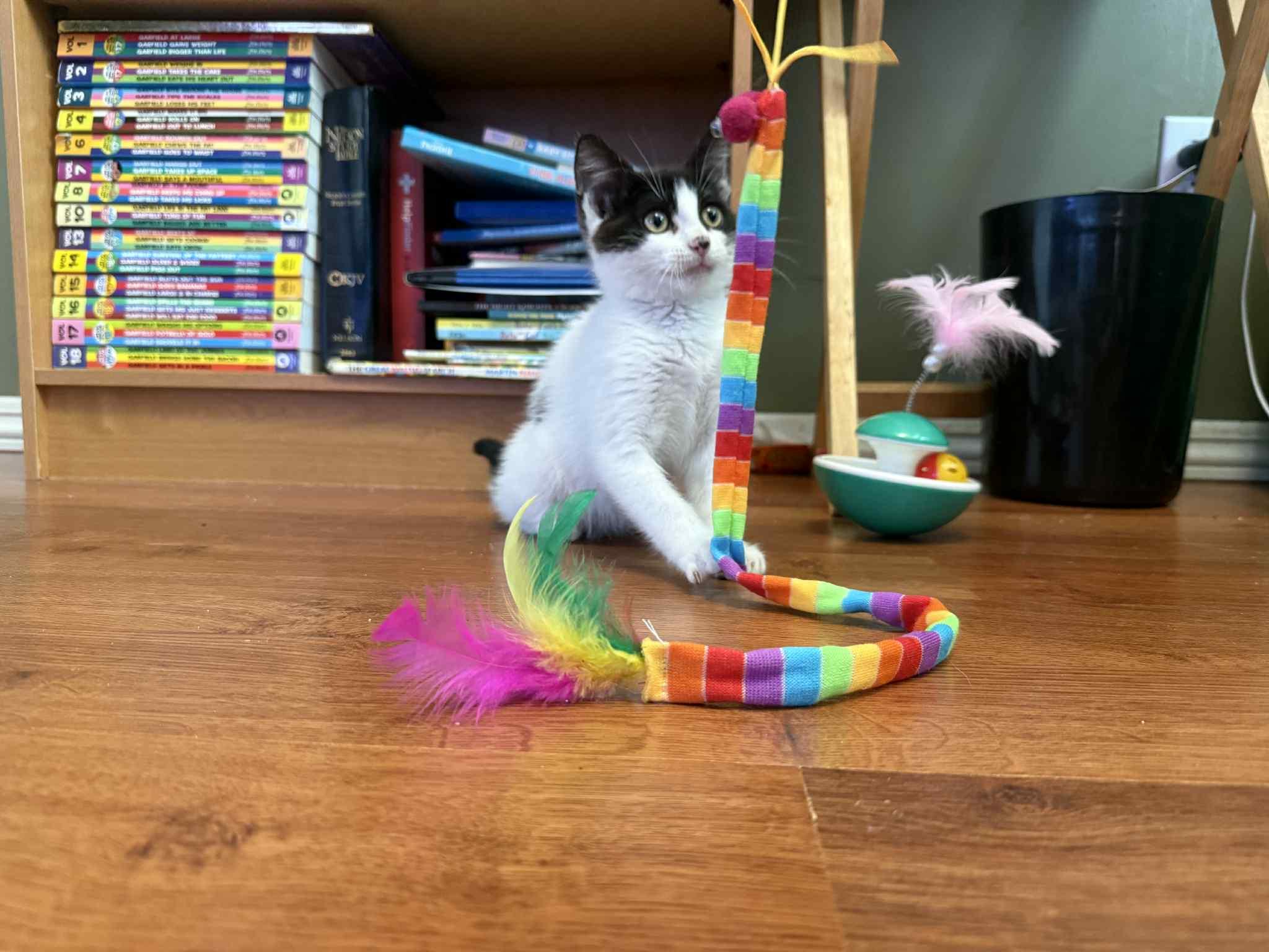 Enlarge Jackie, a Adoptable mixed breed in Steinbach, MB image 6/6