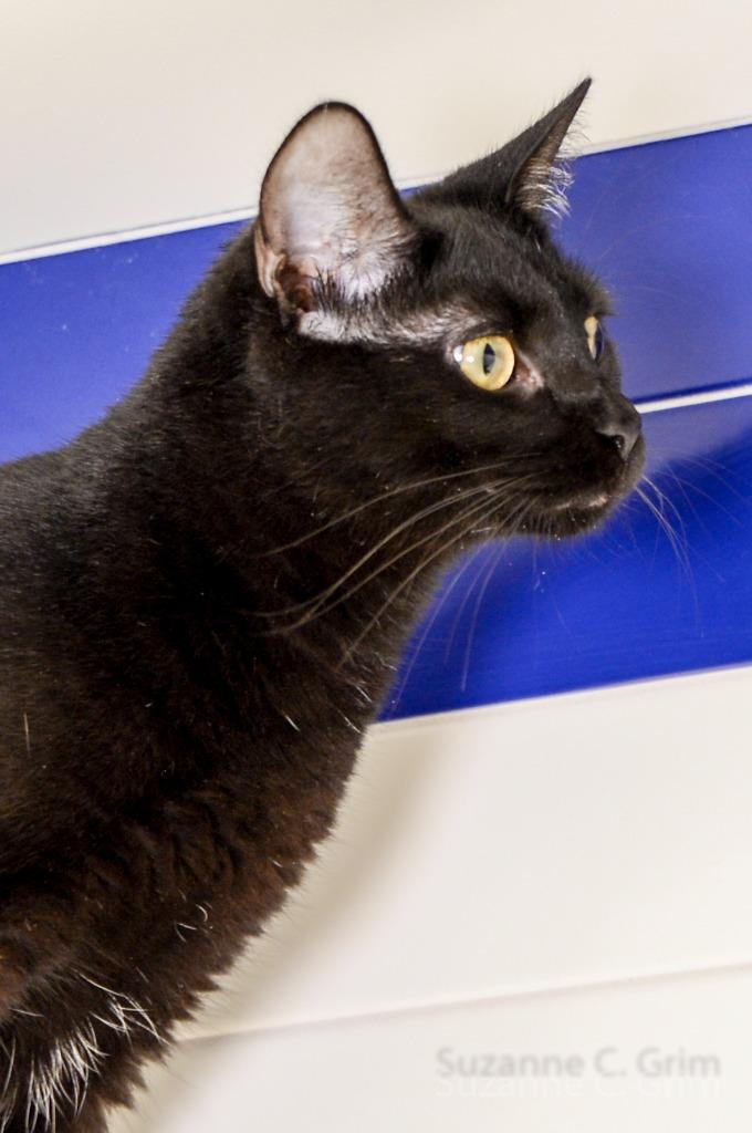 Vulture, a Adoptable mixed breed in New Orleans, LA image 1/5