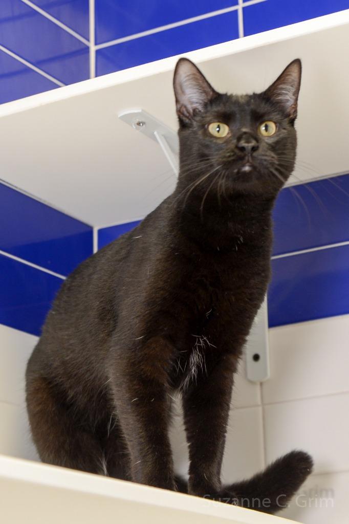 Vulture, a Adoptable mixed breed in New Orleans, LA image 2/5