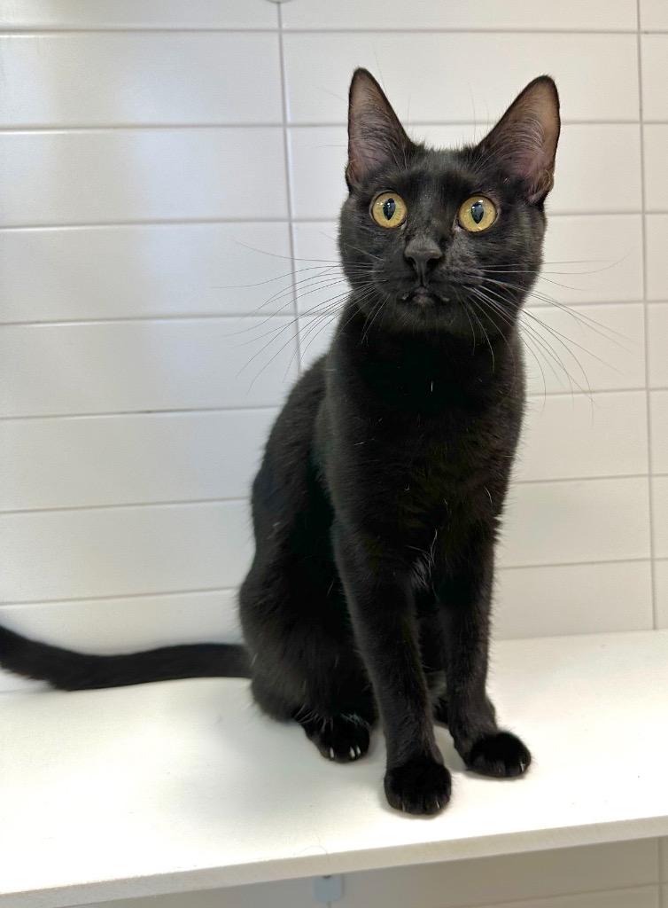 Vulture, Adoptable, Young Female Domestic Medium Hair.