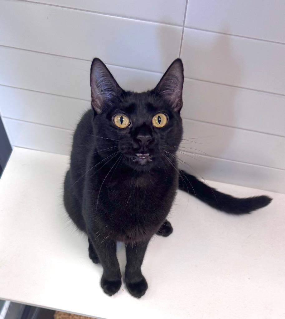 Vulture, a Adoptable mixed breed in New Orleans, LA image 4/5