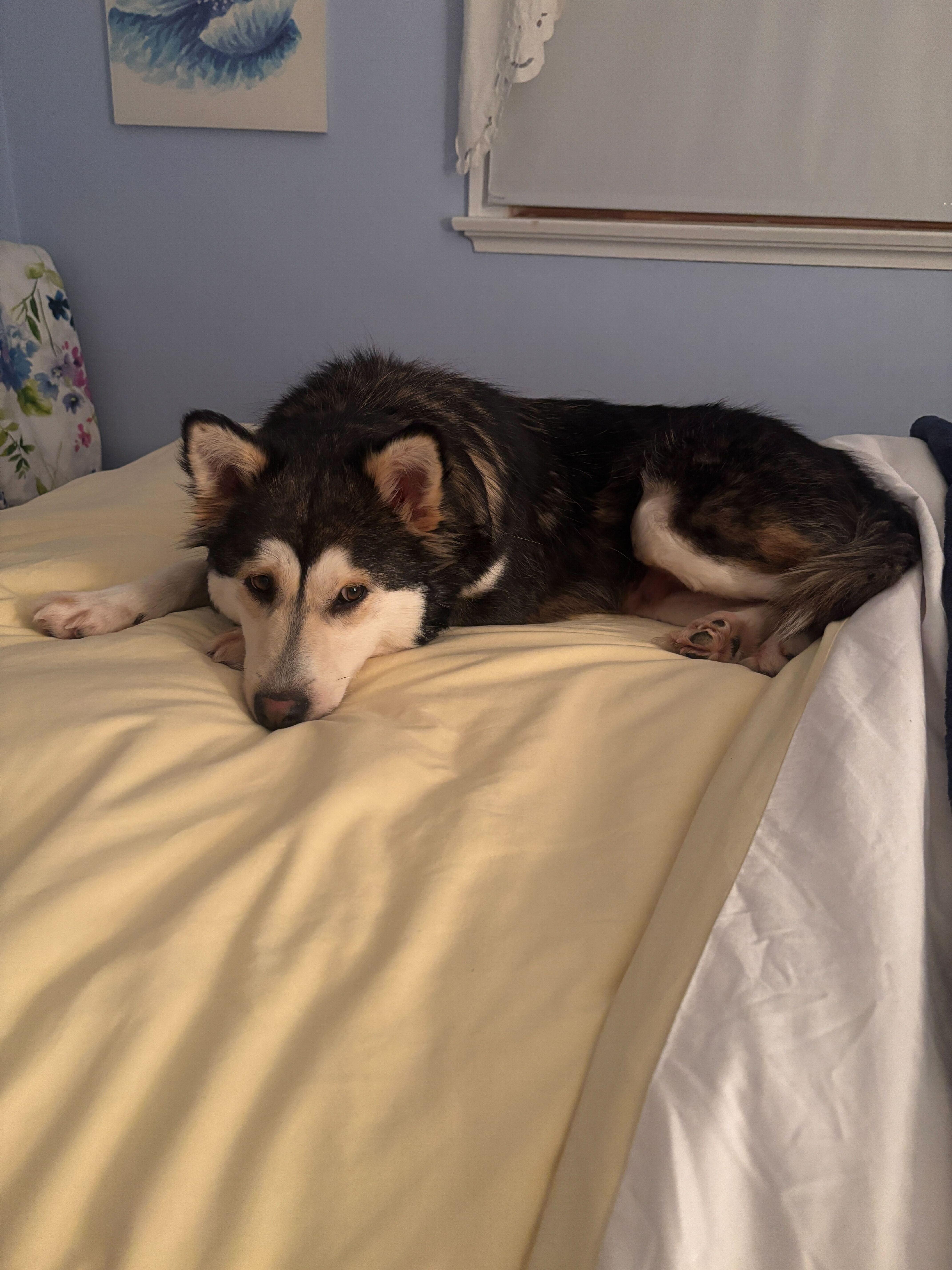 Enlarge Misty, a ADOPTABLE mixed breed in Oakville, ON image 3/6