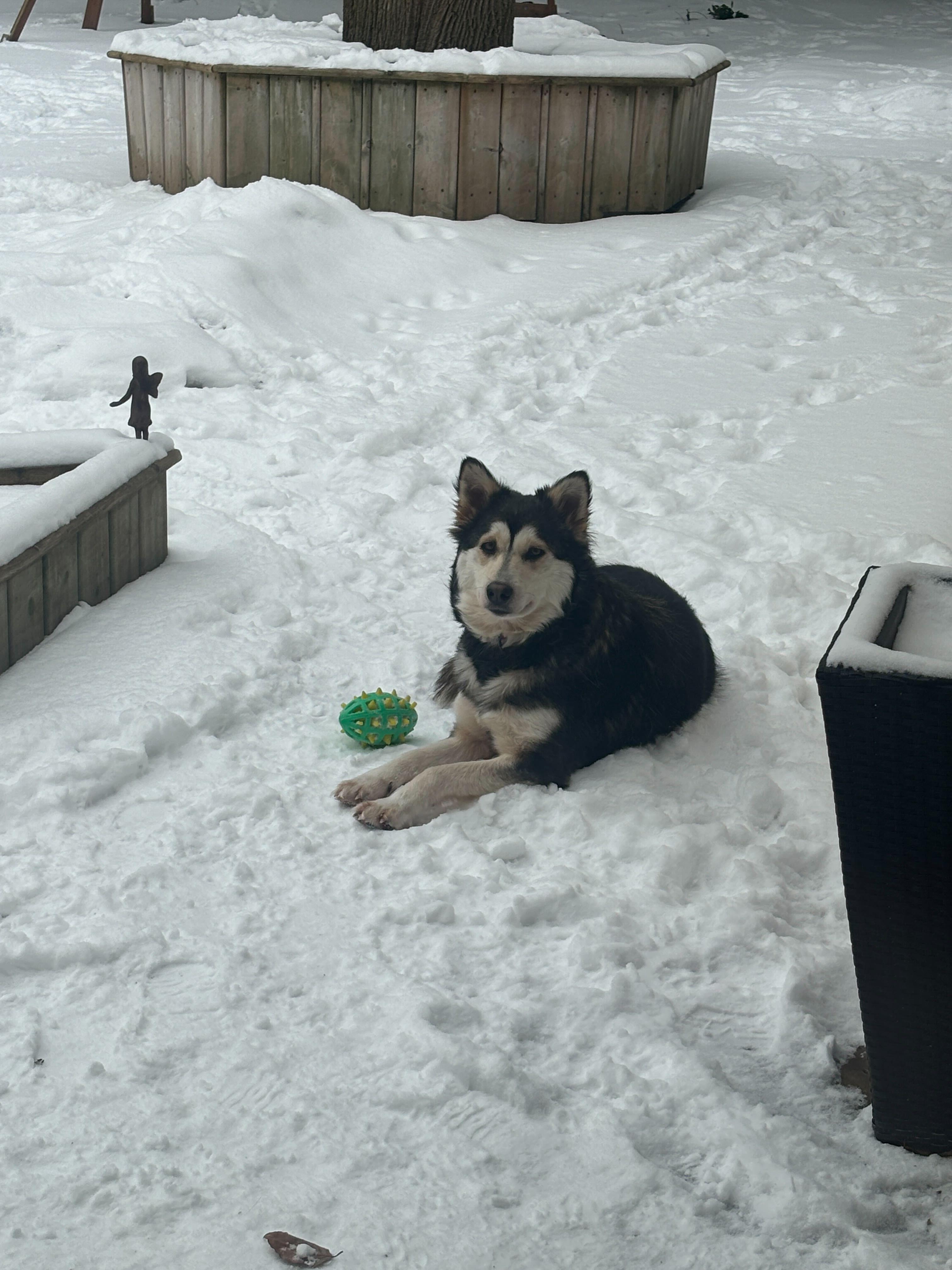 Enlarge Misty, a ADOPTABLE mixed breed in Oakville, ON image 4/6