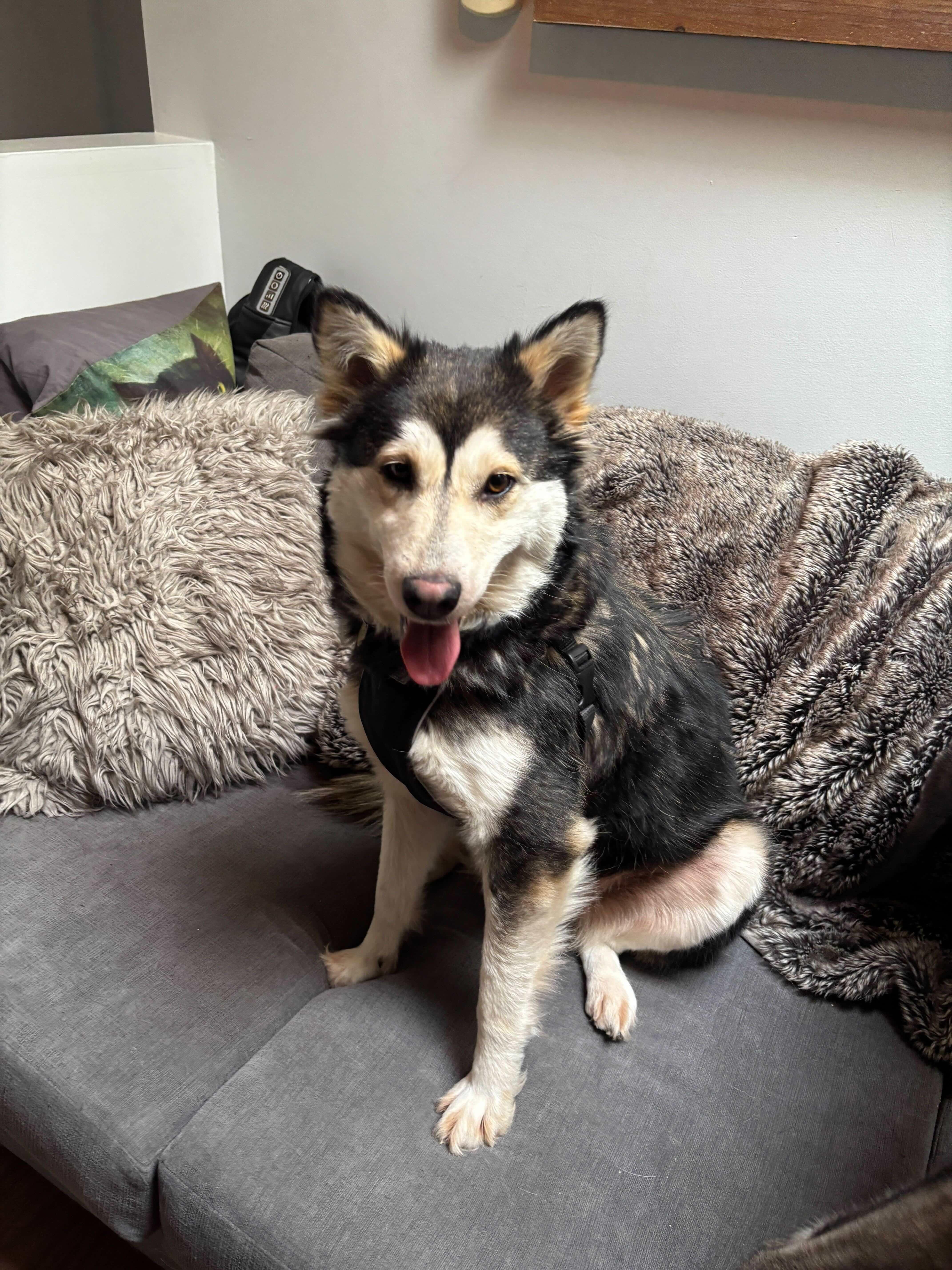 Enlarge Misty, a ADOPTABLE mixed breed in Oakville, ON image 6/6