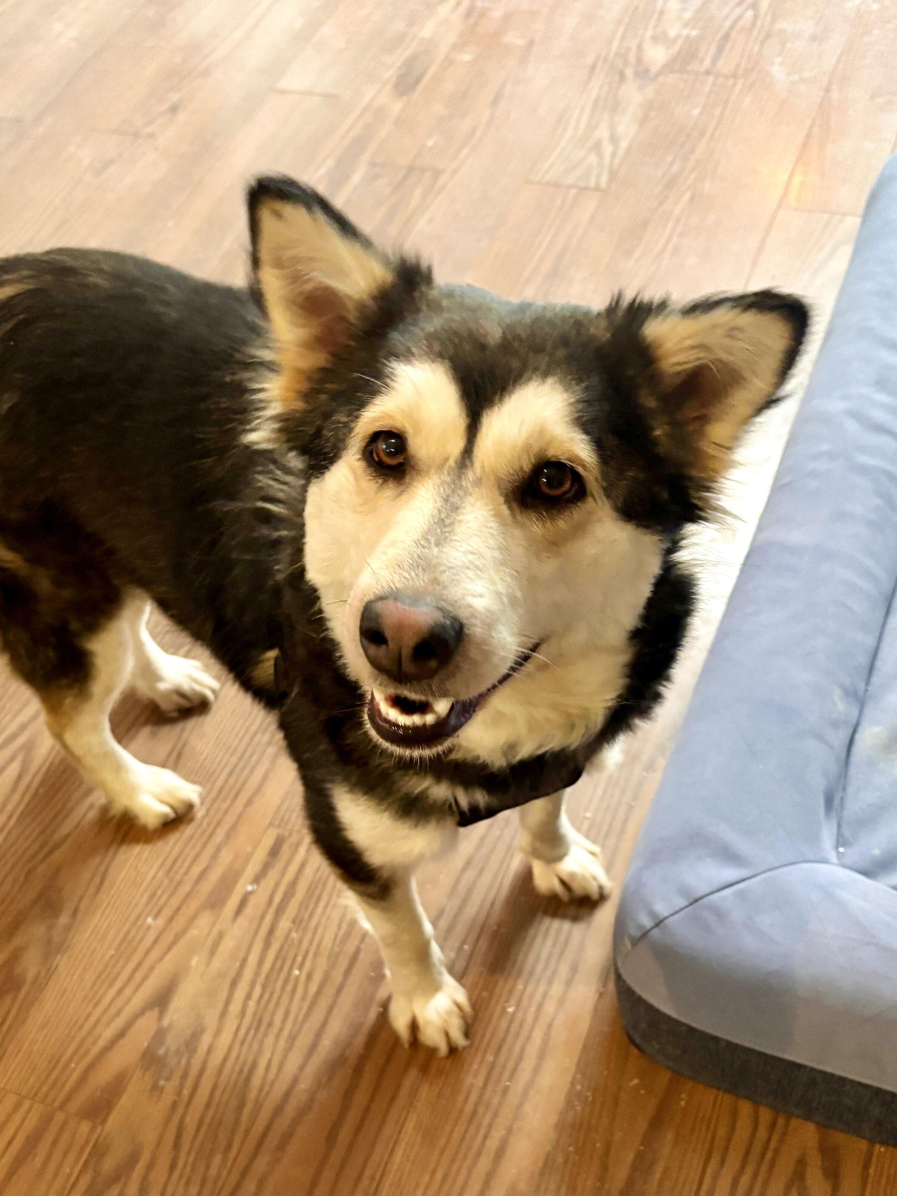 Enlarge Misty, a ADOPTABLE mixed breed in Oakville, ON image 1/6