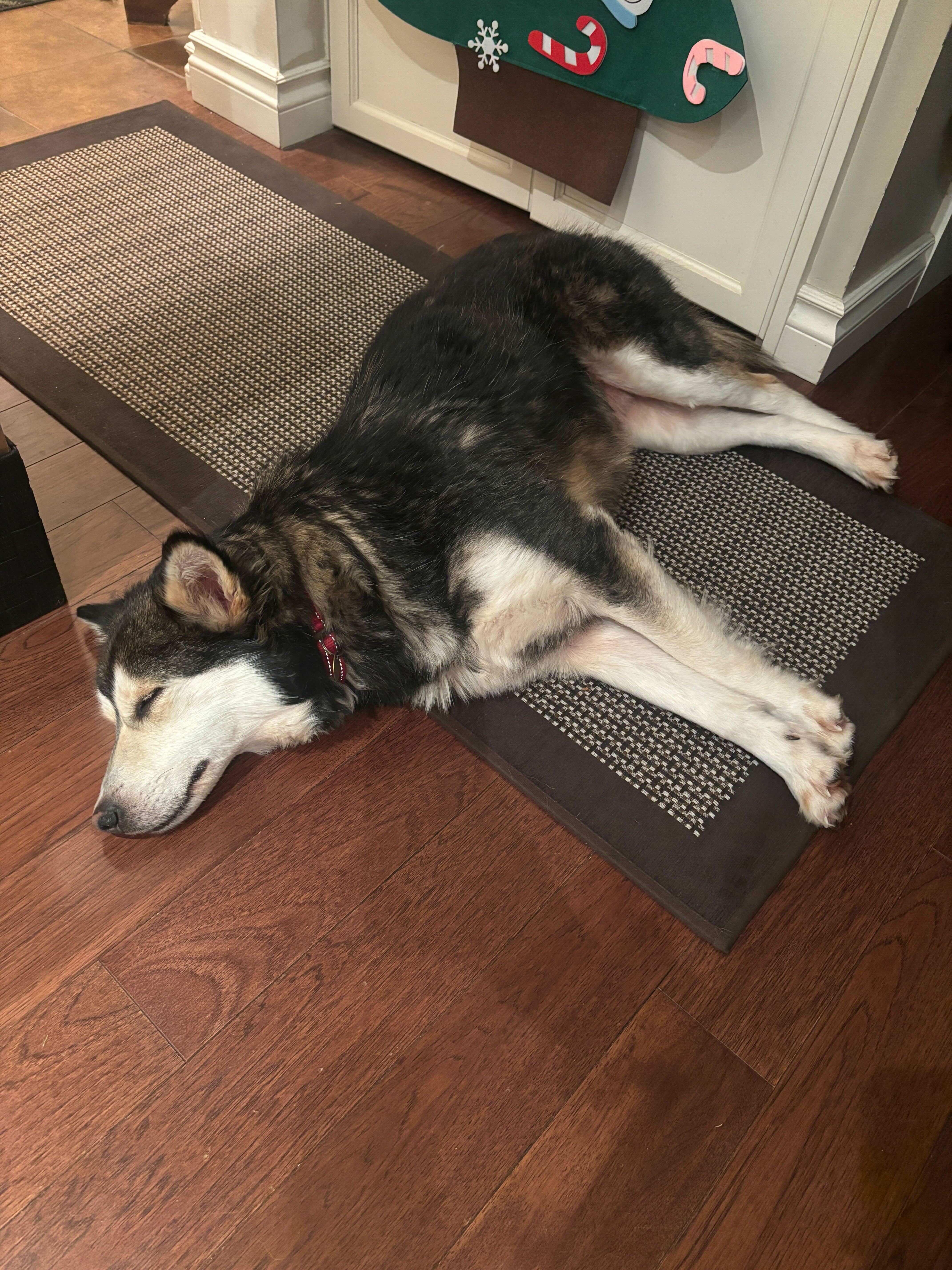 Enlarge Misty, a ADOPTABLE mixed breed in Oakville, ON image 5/6