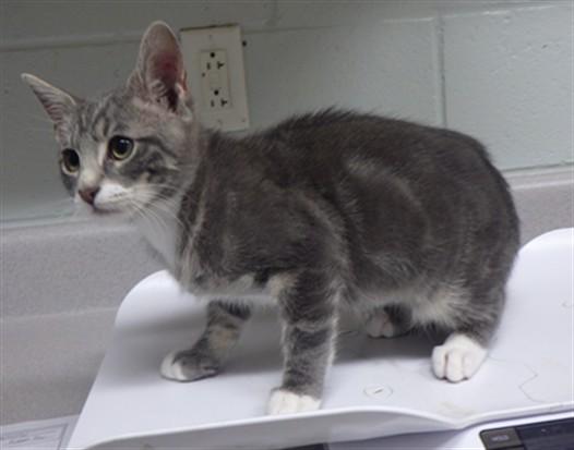 Enlarge SHUFFLES, a Adoptable Domestic Short Hair in Augusta, GA image 1/1