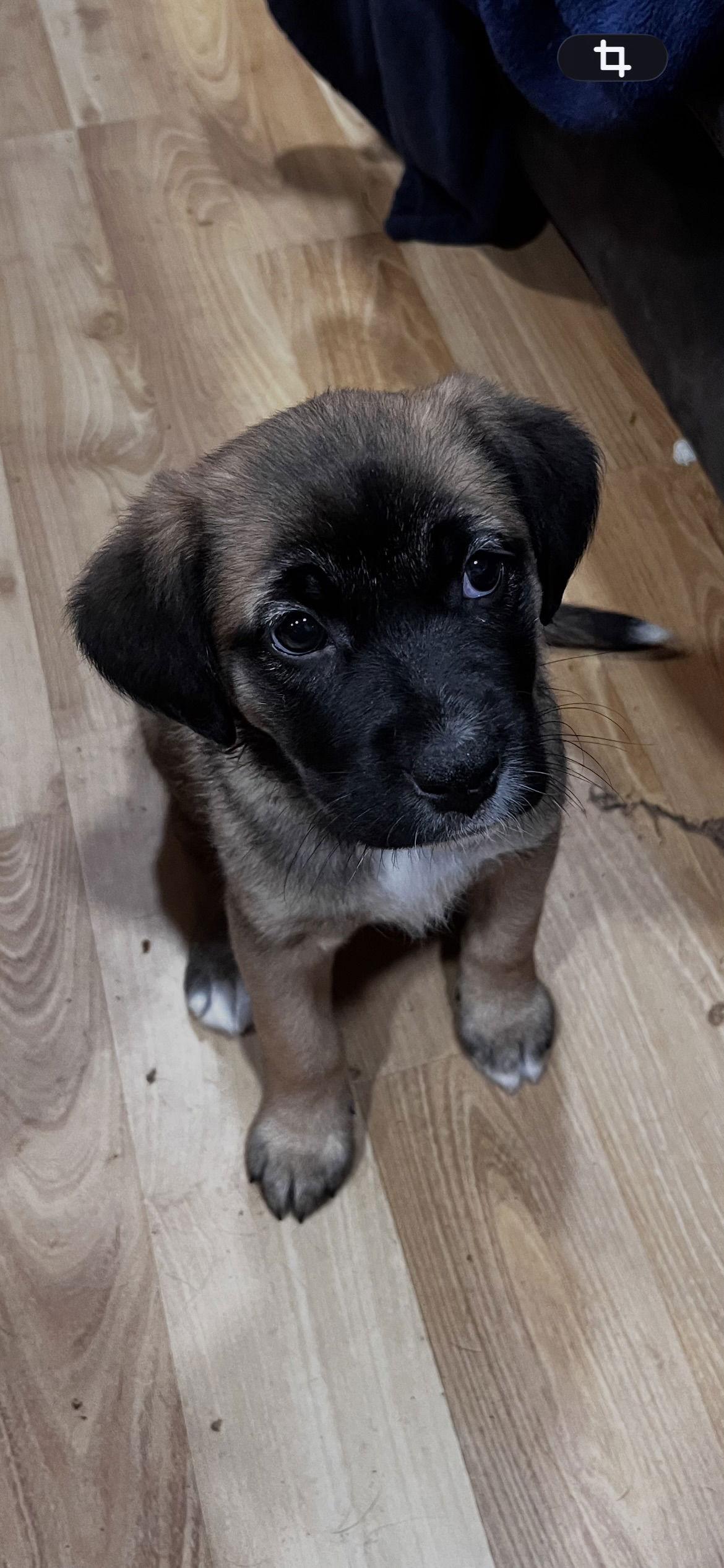 Hazel, Adopted, Puppy Female Terrier & Border Collie.