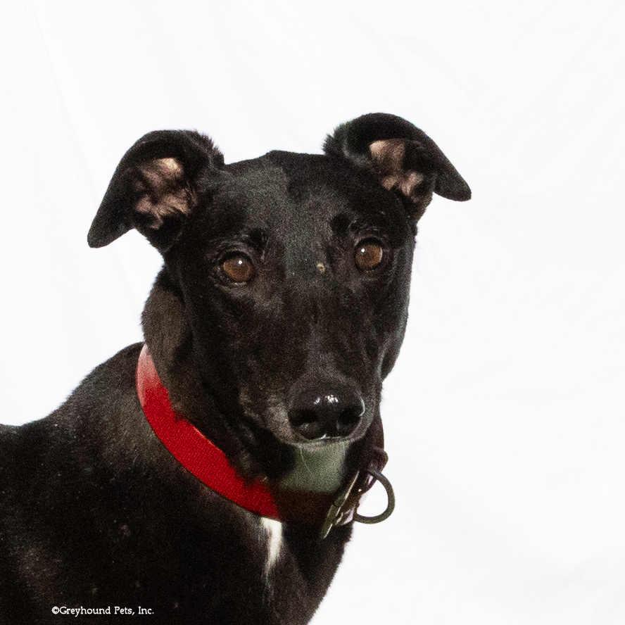 Lucy, Adoptable, Adult Female Greyhound.