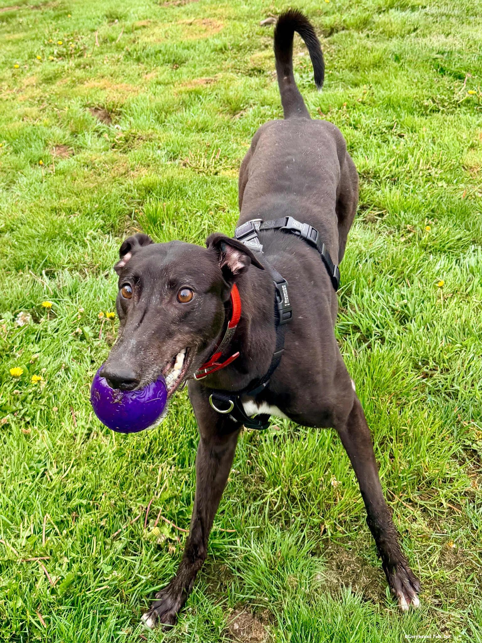 Enlarge Lucy, a Adoptable Greyhound in Woodinville, WA image 2/3