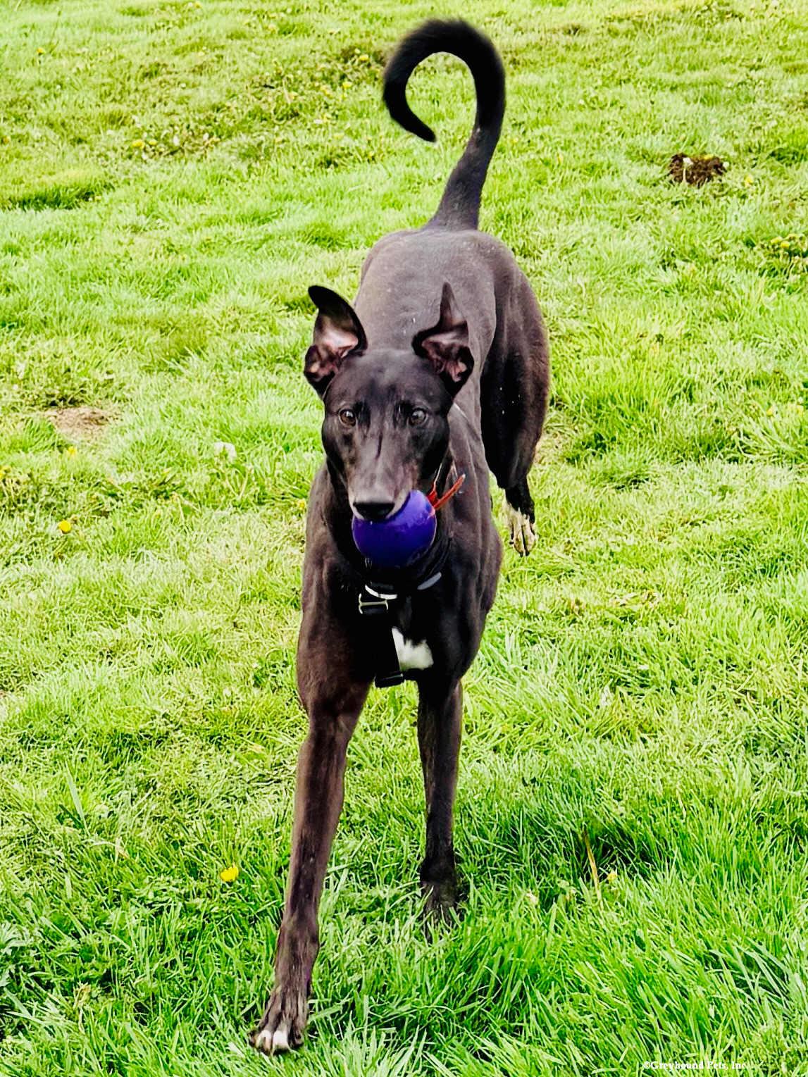 Enlarge Lucy, a Adoptable Greyhound in Woodinville, WA image 3/3