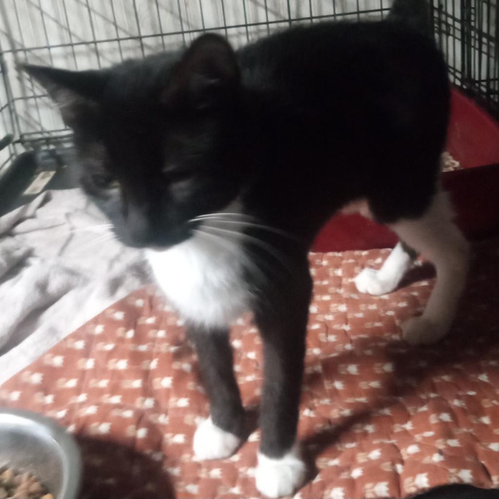 Sarah, Adoptable, Young Female Domestic Short Hair.