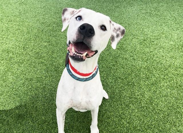 MISSY, Adoptable, Adult Female Catahoula Leopard Dog & Mixed Breed.