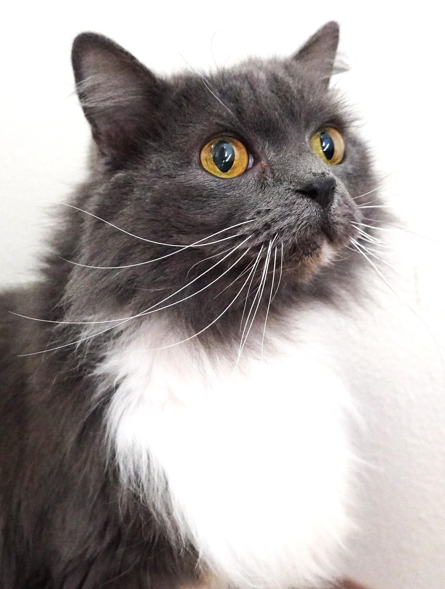 Catarina, a ADOPTABLE mixed breed in Grants Pass, OR image 1/2