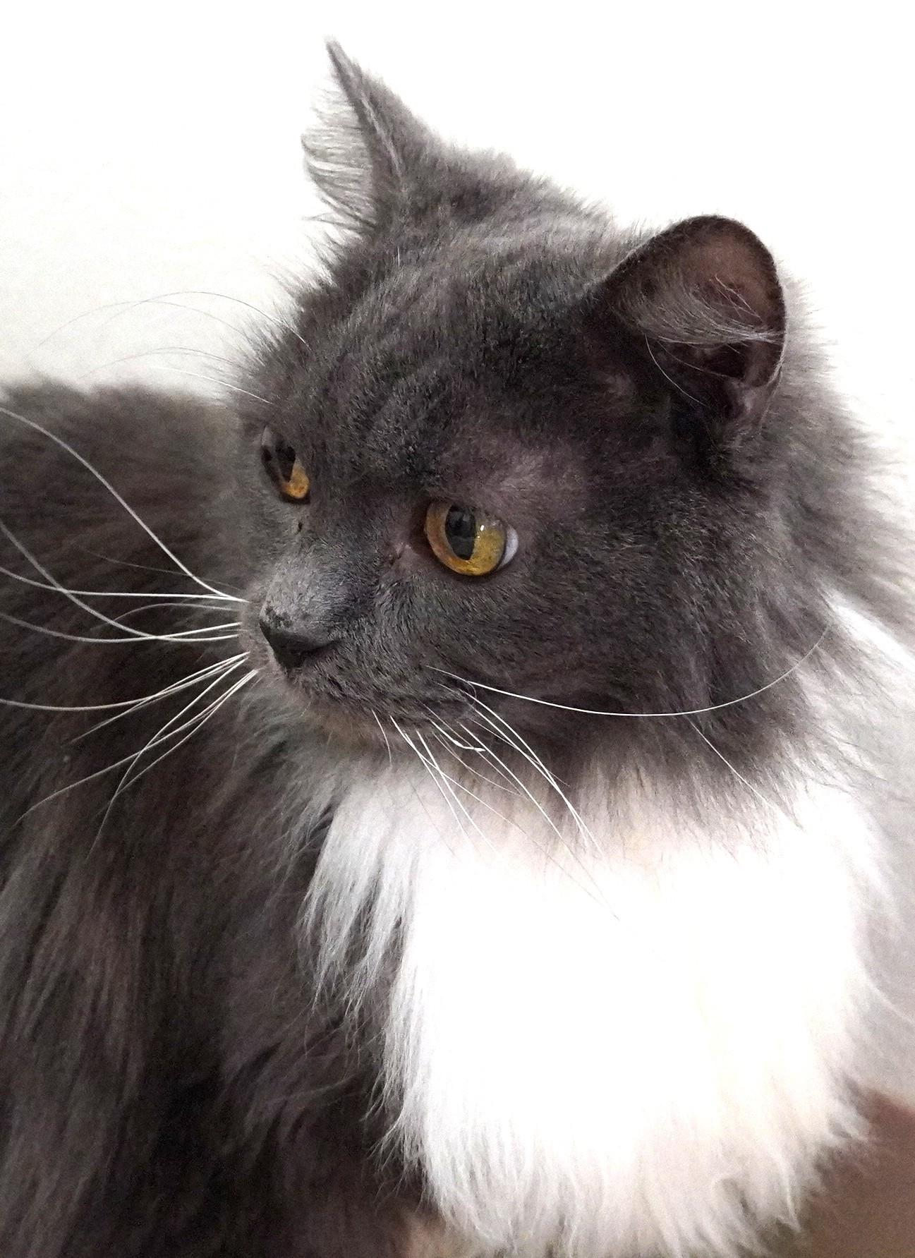 Catarina, a ADOPTABLE mixed breed in Grants Pass, OR image 2/2