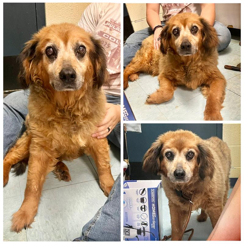 Ethel, adopted, Senior Female Mixed Breed.