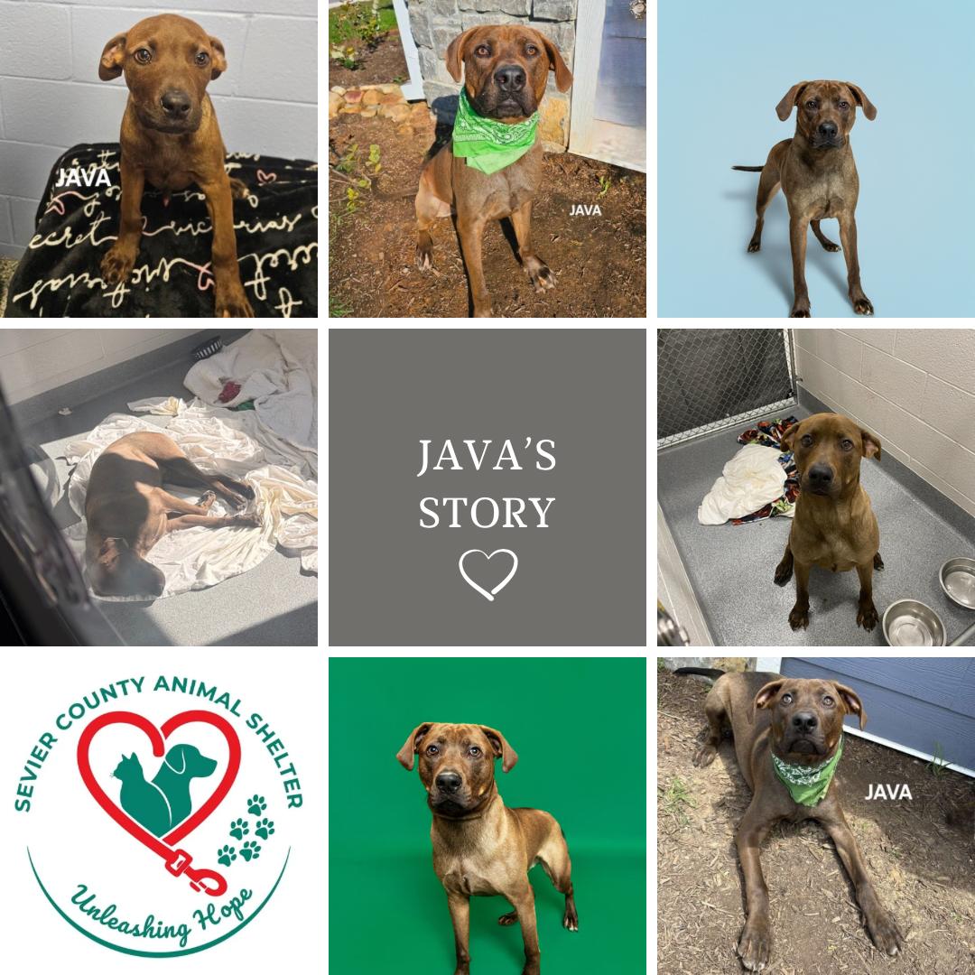 Enlarge Java, a ADOPTABLE mixed breed in Sevierville, TN image 1/4