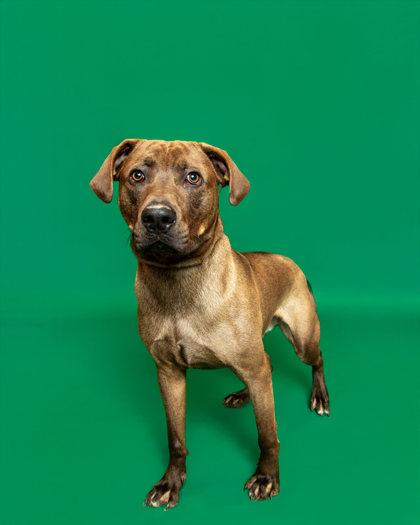 Enlarge Java, a ADOPTABLE mixed breed in Sevierville, TN image 1/2