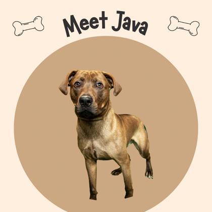Enlarge Java, a ADOPTABLE mixed breed in Sevierville, TN image 2/4